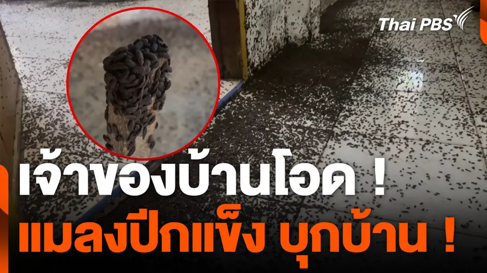 เจ้าของบ้านโอด ! แมลงปีกแข็ง บุกบ้าน !