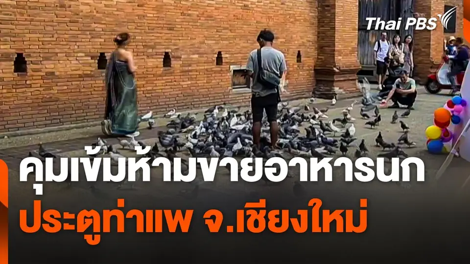 คุมเข้มห้ามขายอาหารนกประตูท่าแพ จ.เชียงใหม่