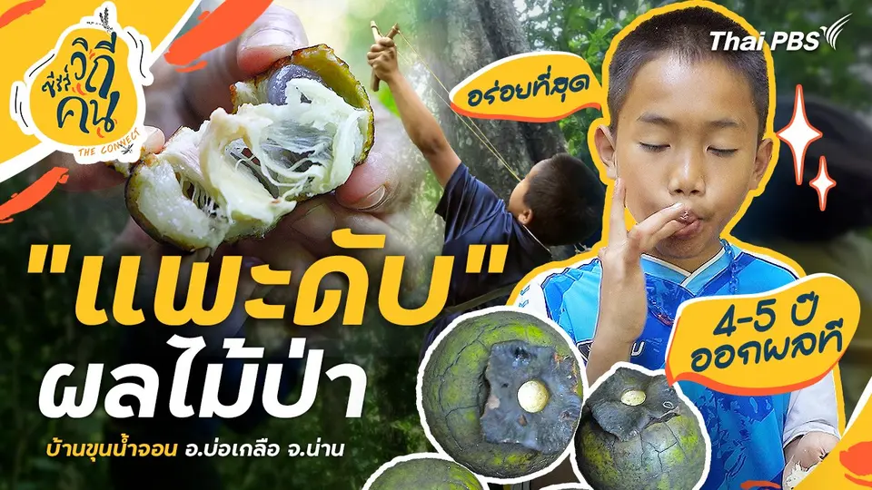 "แพะดับ" ผลไม้ป่า 4 - 5 ปีออกผล