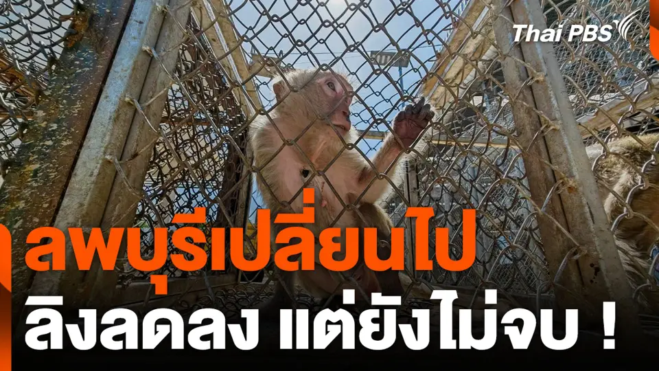 ลพบุรีเปลี่ยนไป ลิงลดลง แต่ยังไม่จบ !