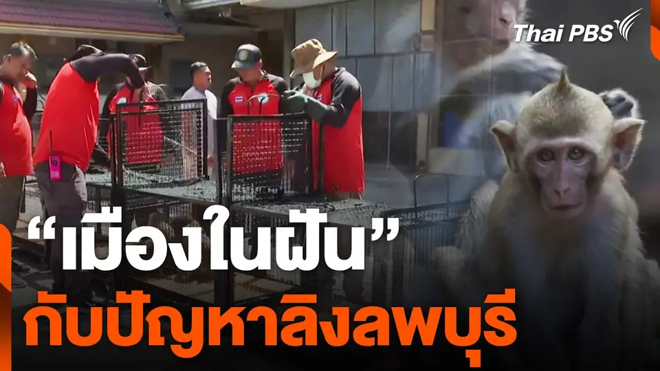 "เมืองในฝัน" กับปัญหาลิงลพบุรี