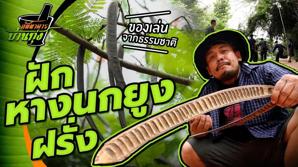 คลิปบ้านทุ่ง : ของเล่นจากธรรมชาติ ฝักหางนกยูงฝรั่ง