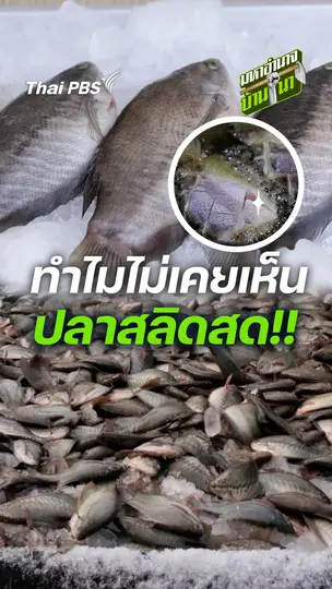 ทำไมไม่เคยเห็นปลาสลิดสด