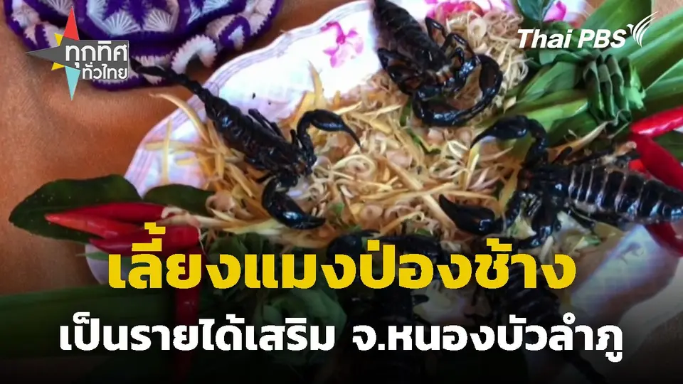 เลี้ยงแมงป่องช้างเป็นรายได้เสริม จ.หนองบัวลำภู