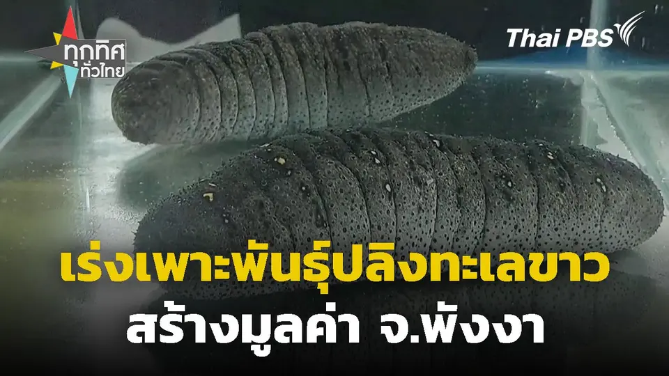 เร่งเพาะพันธุ์ปลิงทะเลขาวสร้างมูลค่า จ.พังงา