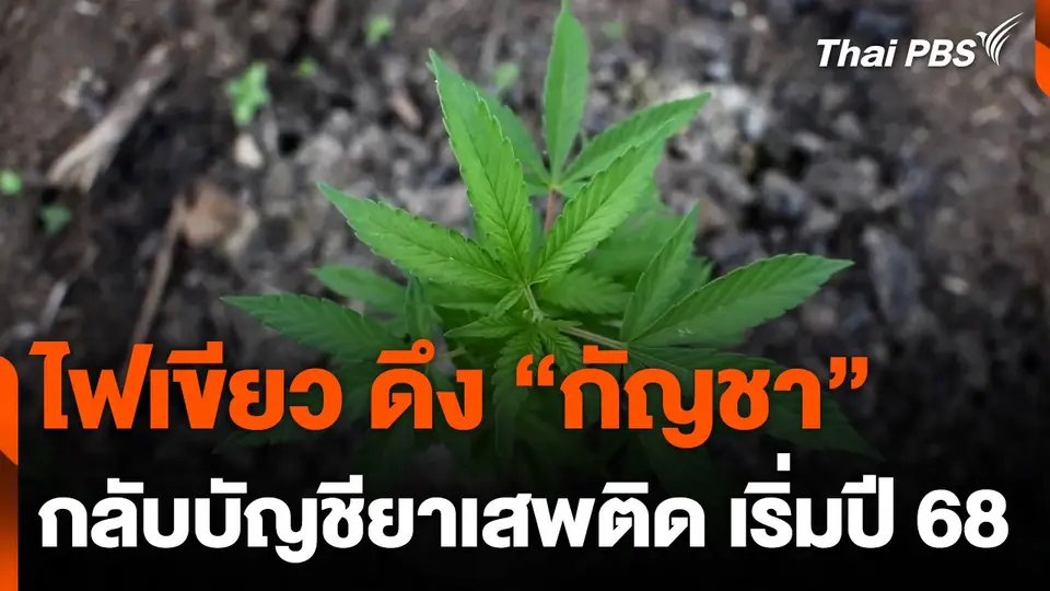 ไฟเขียวดึง "กัญชา" กลับบัญชียาเสพติด บังคับใช้ ม.ค. 68
