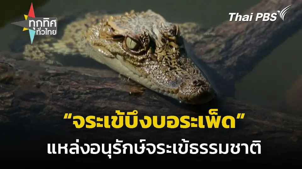 เตรียมอนุรักษ์จระเข้ธรรมชาติบึงบอระเพ็ด