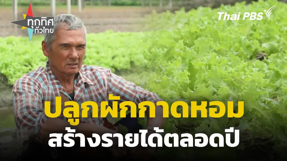 ปลูกผักกาดหอมสร้างรายได้ตลอดปี