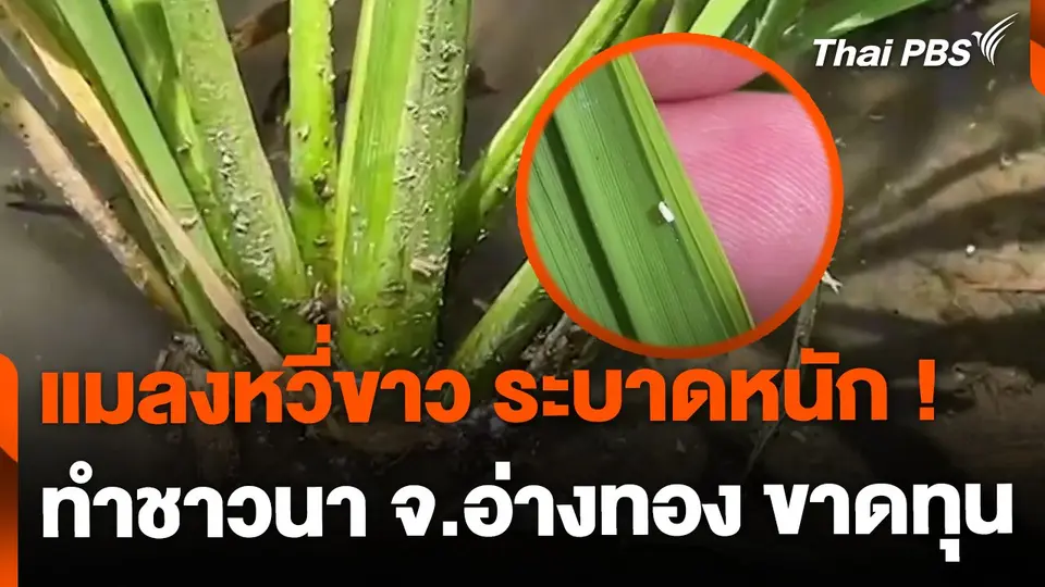 จ.อ่างทอง เจอวิกฤต แมลงหวี่ขาวข้าวระบาดหนัก