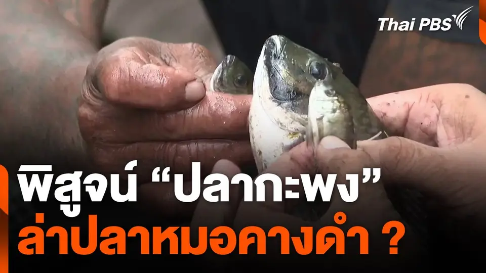 พิสูจน์ "ปลากะพง" ล่าปลาหมอคางดำ ?