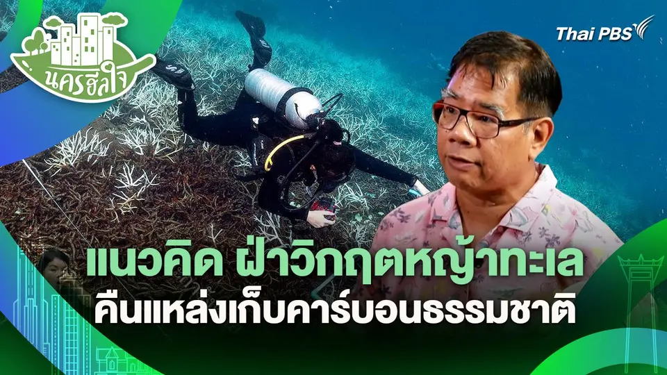 นครฮีลใจ : แนวคิด ฝ่าวิกฤตหญ้าทะเล ฟื้นระบบนิเวศชายฝั่ง คืนแหล่งเก็บคาร์บอนธรรมชาติ