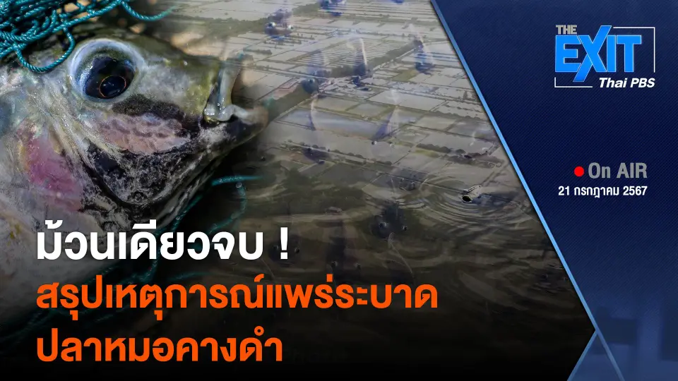 The EXIT : สรุปเหตุการณ์แพร่ระบาด "ปลาหมอคางดำ"