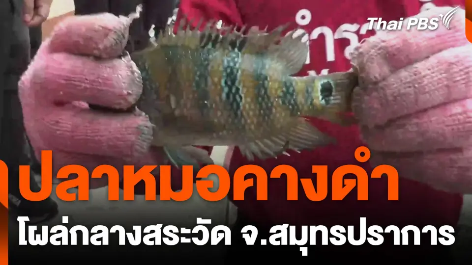ปลาหมอคางดำ โผล่กลางสระวัด จ.สมุทรปราการ