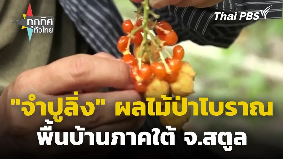 "จำปูลิ่ง" ผลไม้ป่าโบราณพื้นบ้านภาคใต้ จ.สตูล