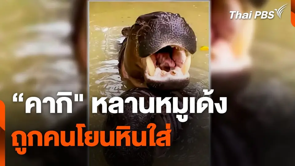 "คากิ" หลานหมูเด้ง ถูกคนโยนหินใส่