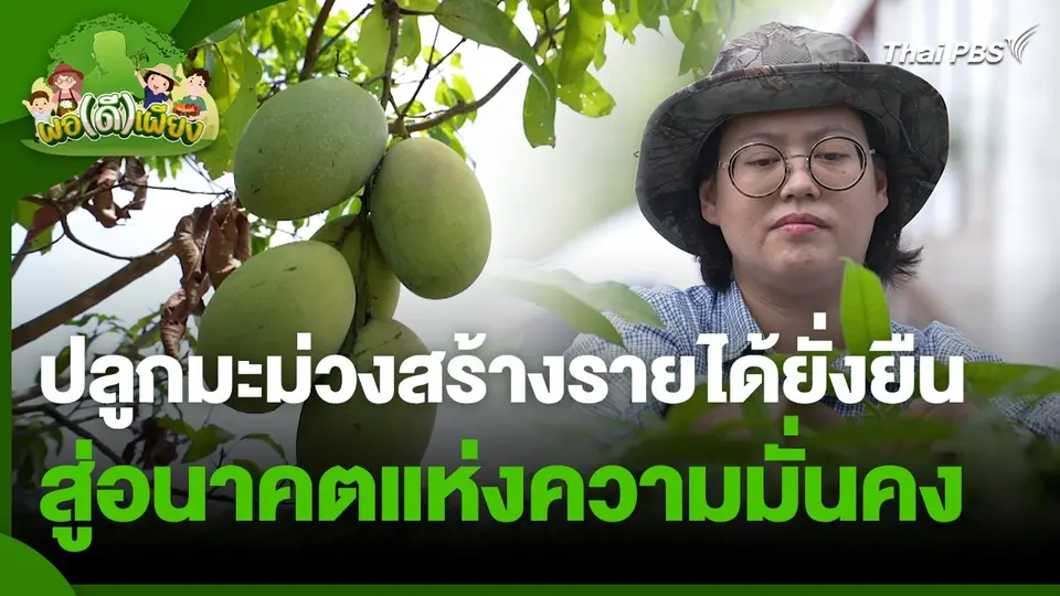 พอดีพอเพียง : ปลูกมะม่วงสร้างรายได้ยั่งยืน สู่อนาคตแห่งความมั่นคง