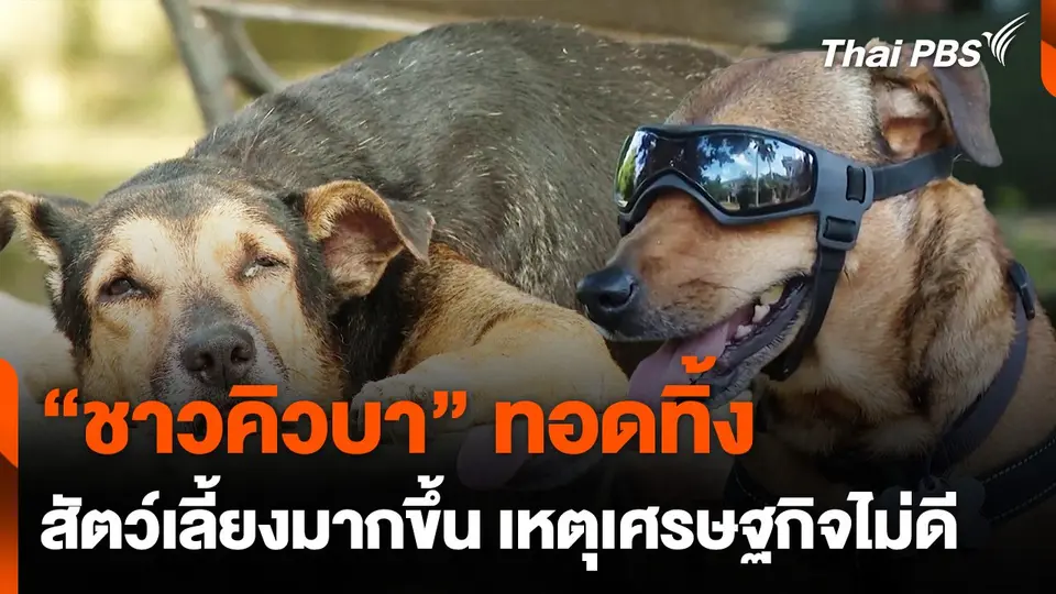 ชาวคิวบาทอดทิ้งสัตว์เลี้ยงมากขึ้น เพราะเศรษฐกิจไม่ดี