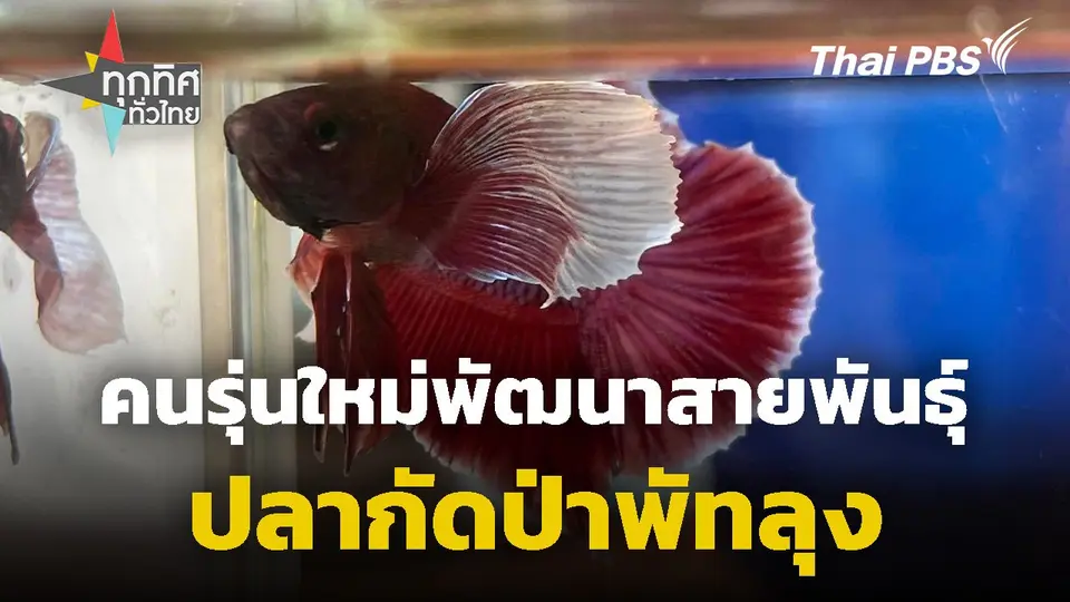 คนรุ่นใหม่พัฒนาสายพันธุ์ปลากัดป่าพัทลุง