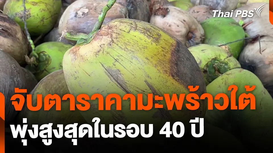 จับตาราคามะพร้าวใต้ พุ่งสูงสุดในรอบ 40 ปี