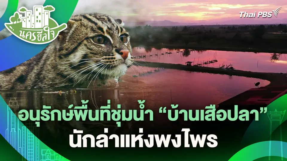 นครฮีลใจ : อนุรักษ์พื้นที่ชุ่มน้ำ "บ้านเสือปลา" นักล่าแห่งพงไพร