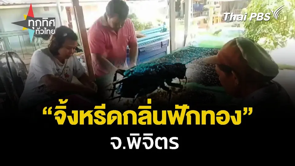 ครูสาวเลี้ยง"จิ้งหรีดกลิ่นฟักทอง" จ.พิจิตร | ทุกทิศทั่วไทย  | 29 ต.ค. 67