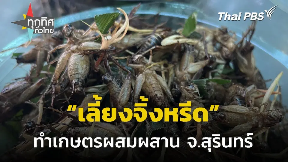 เลี้ยงจิ้งหรีด - ทำเกษตรผสมผสาน จ.สุรินทร์