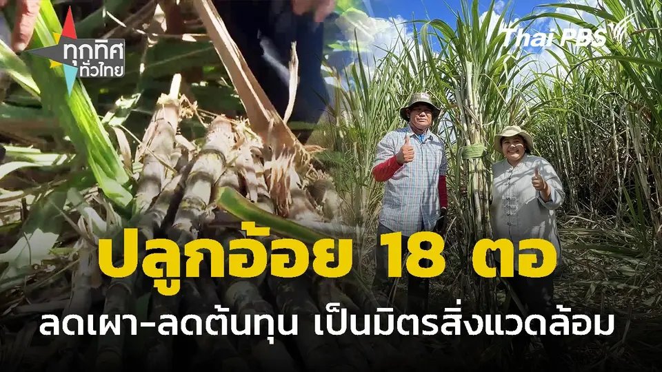 ปลูกอ้อย 18 ตอ ลดเผา ลดต้นทุนเป็นมิตรสิ่งแวดล้อม จ.บุรีรัมย์