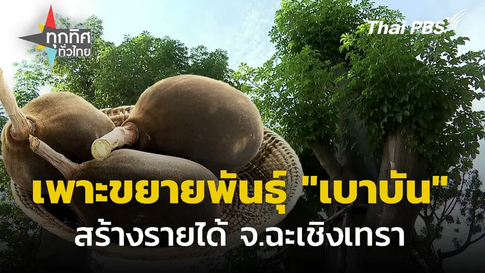 เพาะขยายพันธุ์ "เบาบัน" สร้างรายได้ จ.ฉะเชิงเทรา
