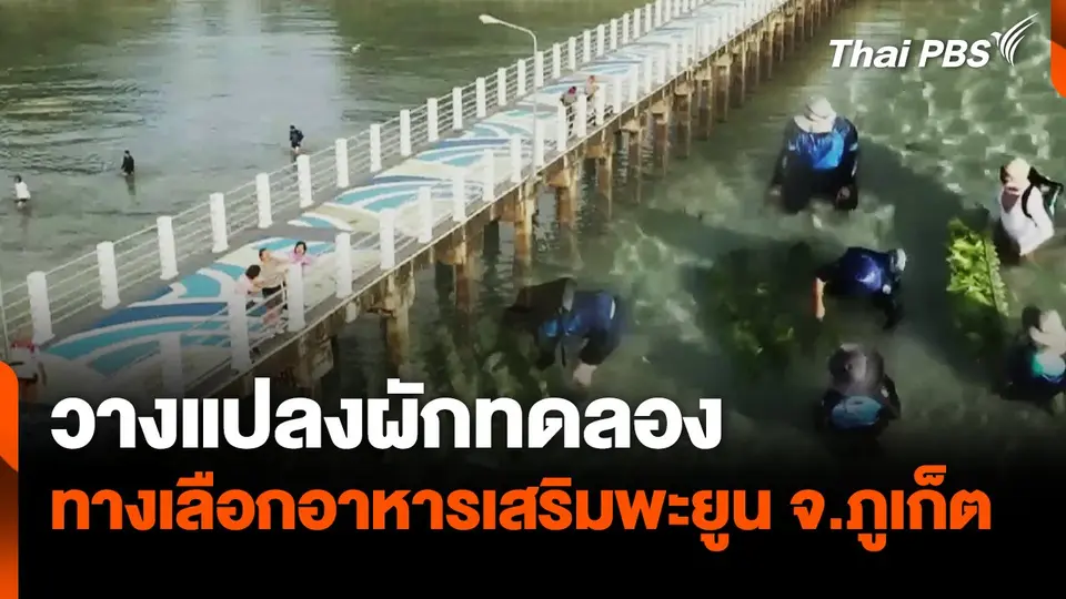 วางแปลงผักทดลองให้อาหารเสริมพะยูน จ.ภูเก็ต