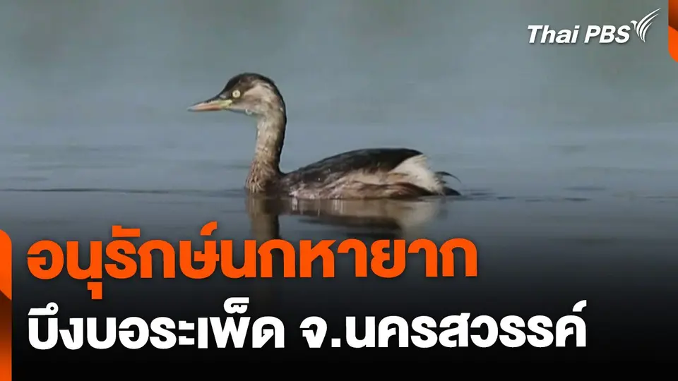 เตรียมอนุรักษ์นกหายาก บึงบอระเพ็ด จ.นครสวรรค์