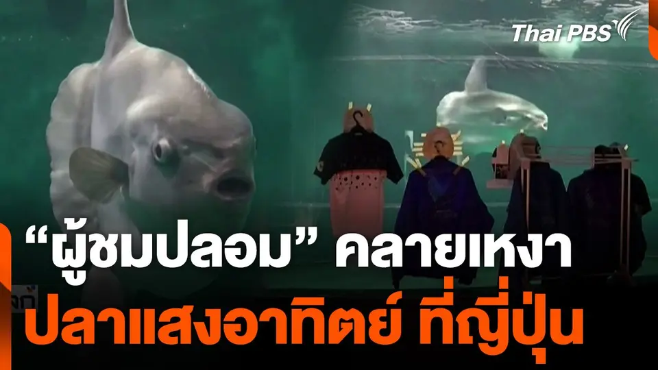 "ผู้ชมปลอม" คลายเหงาปลาแสงอาทิตย์ ที่ญี่ปุ่น