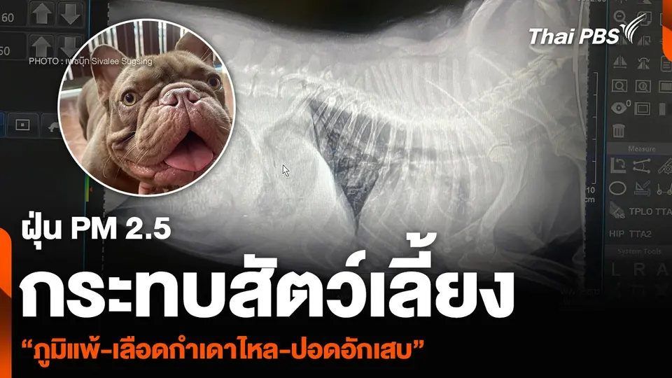 ฝุ่น PM 2.5 กระทบสัตว์เลี้ยง “ภูมิแพ้-เลือดกำเดาไหล-ปอดอักเสบ”