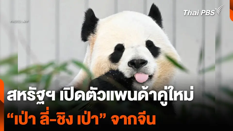 สหรัฐฯ เปิดตัวแพนด้าคู่ใหม่ “เป่า ลี่-ชิง เป่า” จากจีน