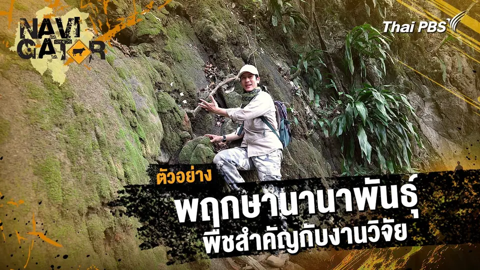 ตัวอย่าง | รายการ Navigator ตอน พฤกษานานาพันธุ์ พืชสำคัญกับงานวิจัย | 26 ม.ค. 68 10.00 น.