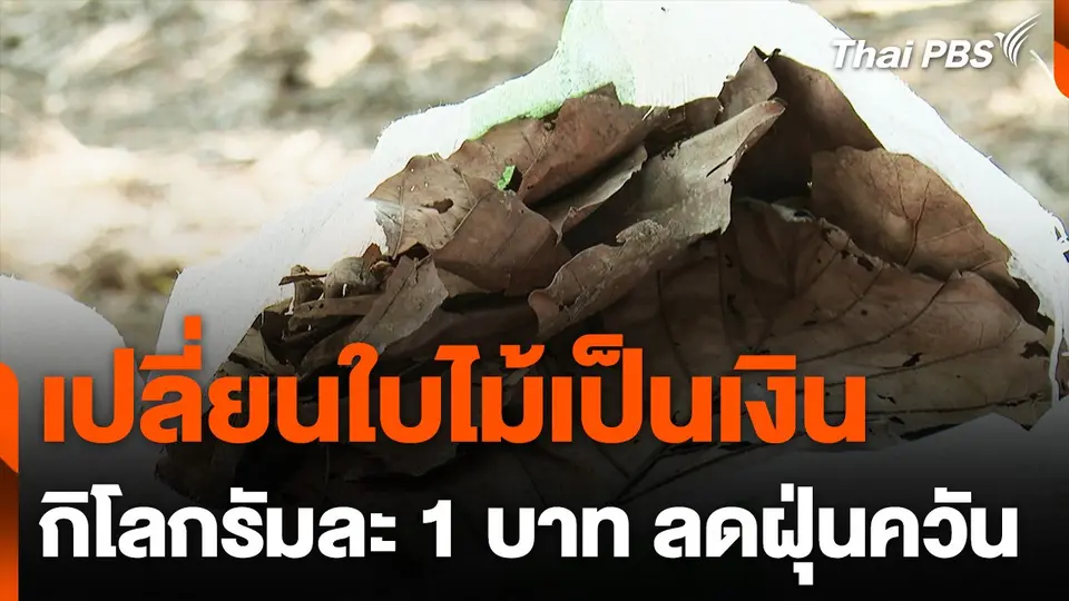 เปลี่ยนใบไม้เป็นเงิน ลดฝุ่นควัน จ.เชียงใหม่