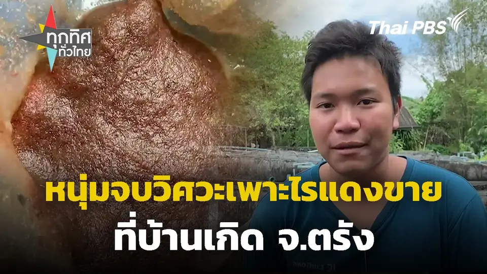 หนุ่มจบวิศวะเพาะไรแดงขายที่บ้านเกิด จ.ตรัง