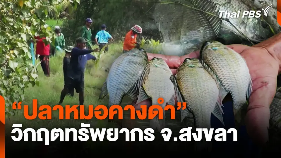 "ปลาหมอคางดำ" วิกฤตทรัพยากร จ.สงขลา