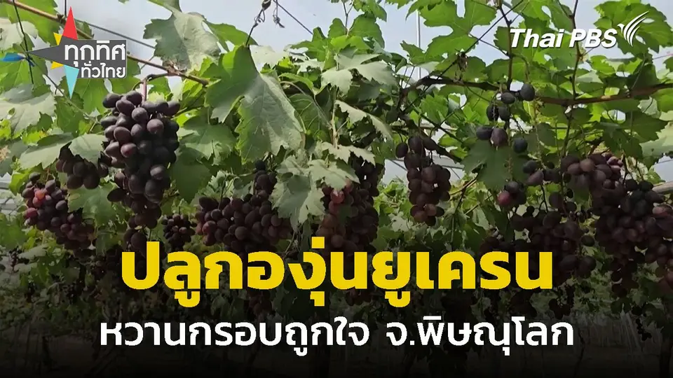 ชาวนาปลูกองุ่นยูเครนออกผลดี จ.พิษณุโลก