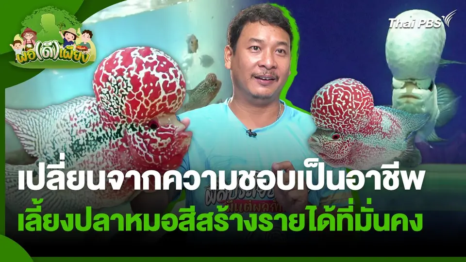 พอดีพอเพียง : เปลี่ยนจากความชอบเป็นอาชีพ เลี้ยงปลาหมอสีสร้างรายได้ที่มั่นคง