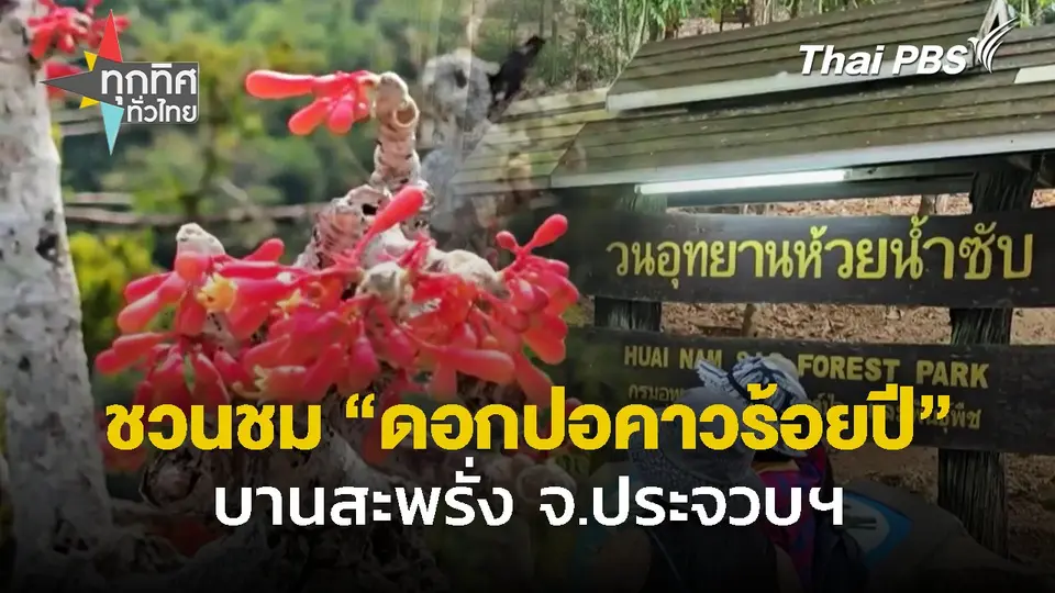 ชวนชม "ดอกปอคาวร้อยปี" บานสะพรั่ง จ.ประจวบคีรีขันธ์
