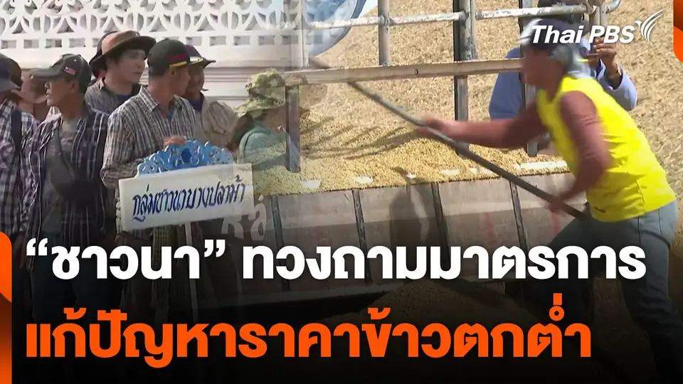 "ชาวนา" ทวงถามมาตรการแก้ปัญหาราคาข้าวตกต่ำ