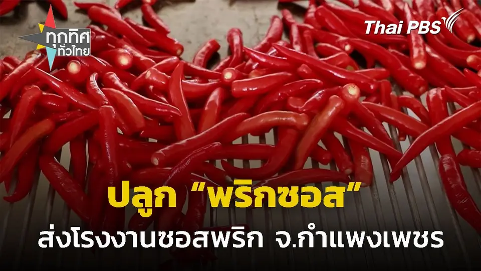 ปลูก "พริกซอส" ส่งโรงงานซอสพริก จ.กำแพงเพชร