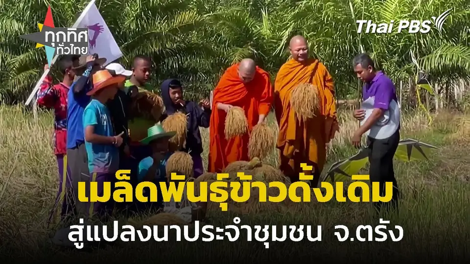 นำเมล็ดพันธุ์ข้าวดั้งเดิมสู่แปลงนา จ.ตรัง