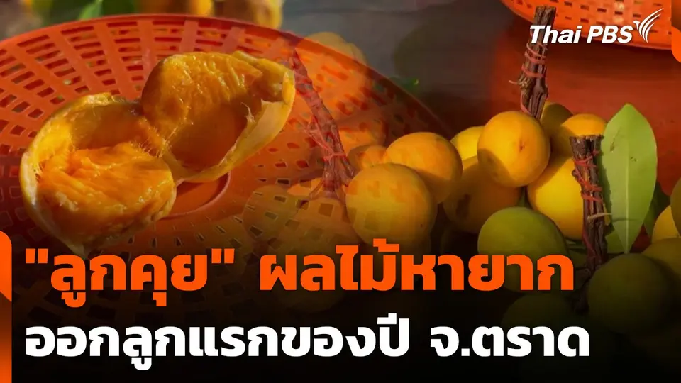 "ลูกคุย" ผลไม้หายากแห่งภาคตะวันออก ออกลูกแรกของปี จ.ตราด