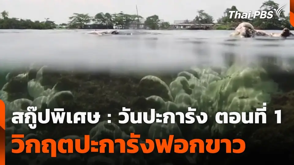 สกู๊ปพิเศษ : วันปะการัง ตอนที่ 1 วิกฤตปะการังฟอกขาว