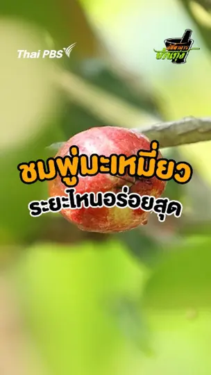 ชมพู่มะเหมี่ยวระยะไหนอร่อยสุด