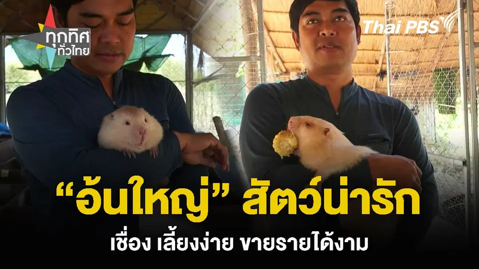 “อ้นใหญ่” สัตว์น่ารัก เชื่อง เลี้ยงง่าย ขายรายได้งาม