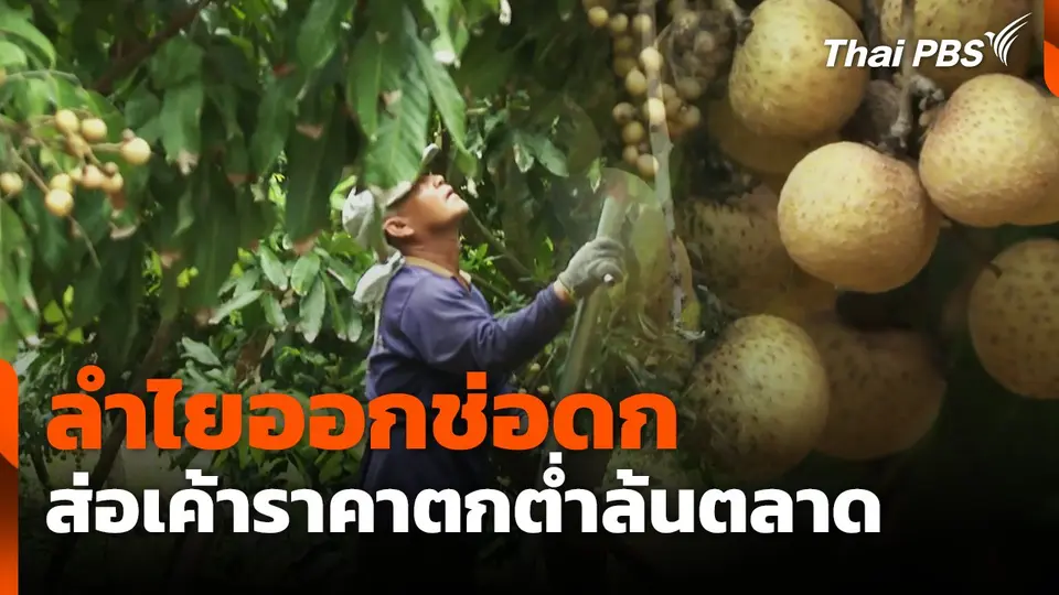 ลำไยออกช่อดก ส่อเค้าราคาตกต่ำล้นตลาด