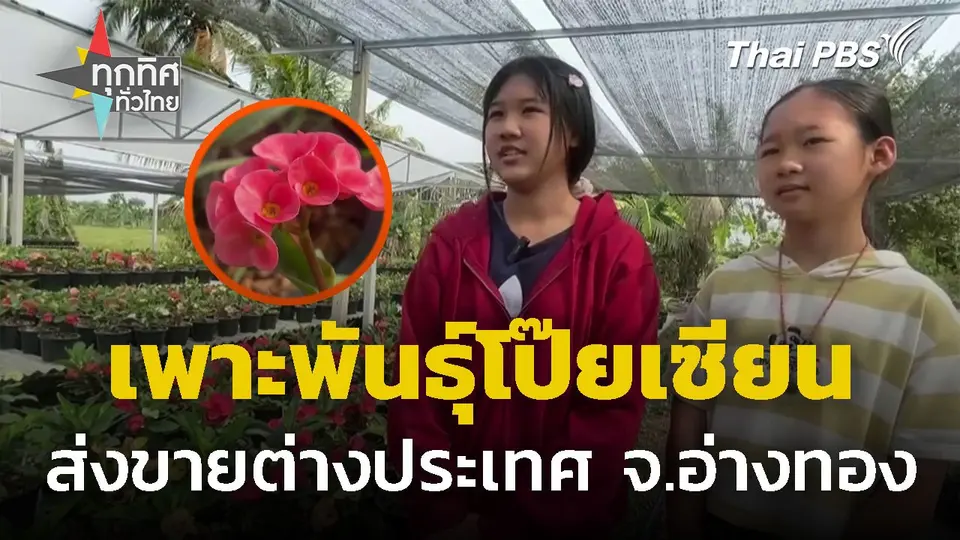พี่น้องเพาะพันธุ์โป๊ยเซียนส่งขายต่างประเทศ จ.อ่างทอง