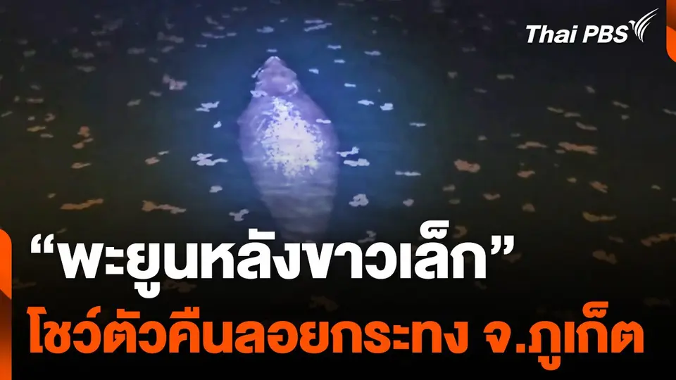 "พะยูนหลังขาวเล็ก" ขึ้นโชว์ตัวนักท่องเที่ยว คืนลอยกระทง จ.ภูเก็ต